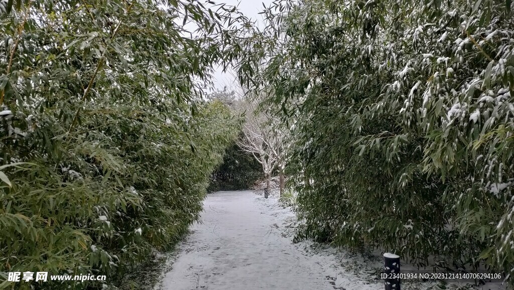 冬季雪景竹林