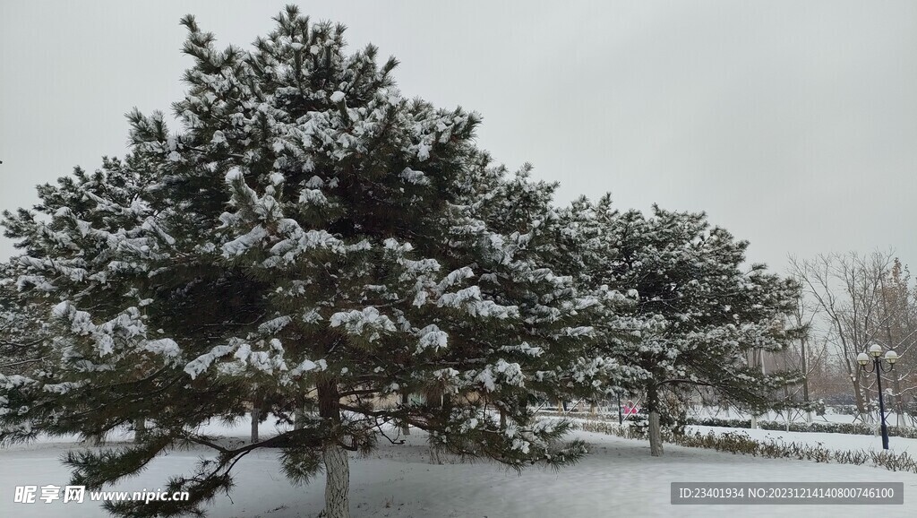 冬季雪景树木