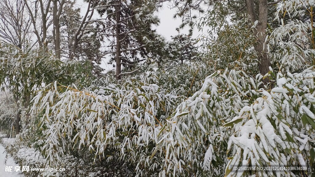 北京冬季雪天下雪竹子