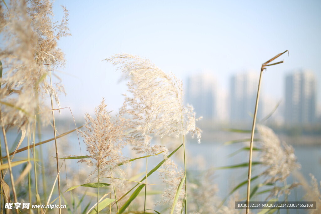 河边芦苇