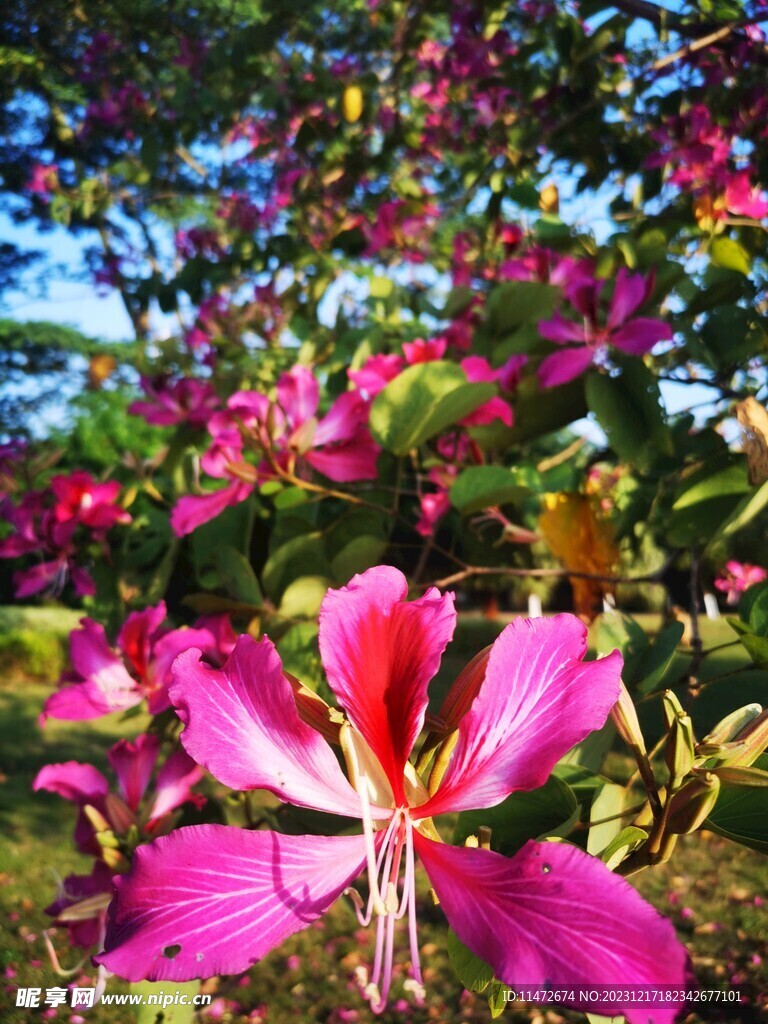 紫荆花