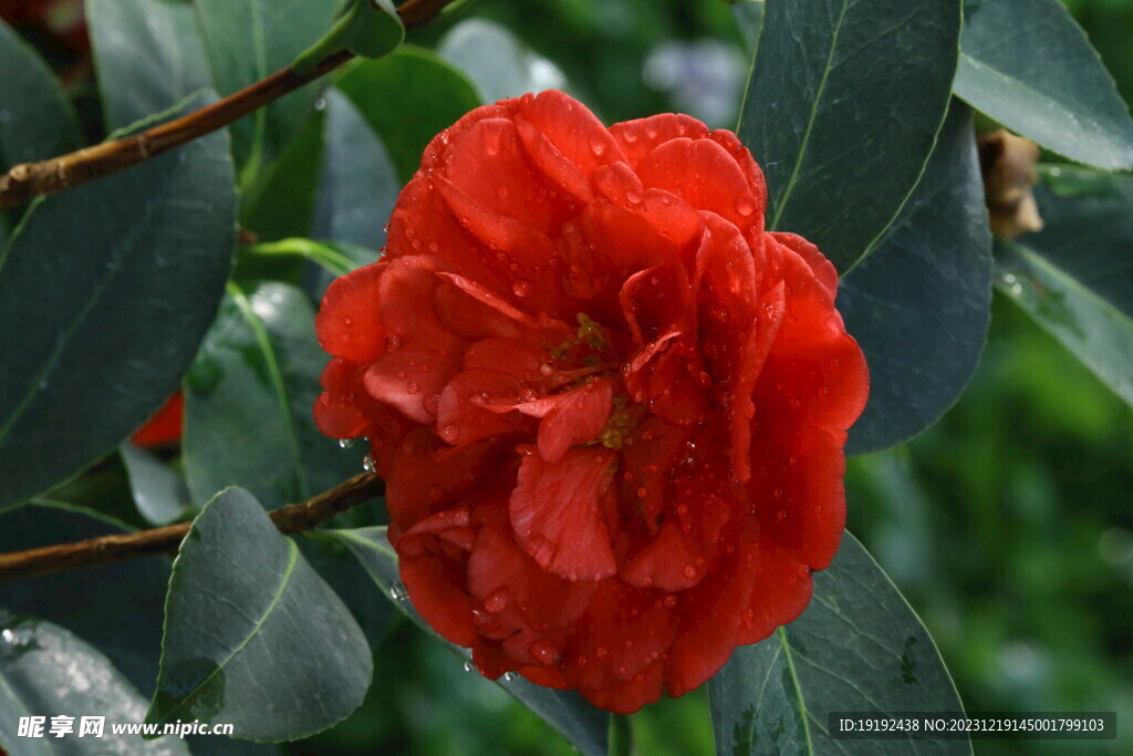 山茶花