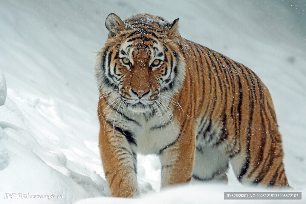 雪中的老虎