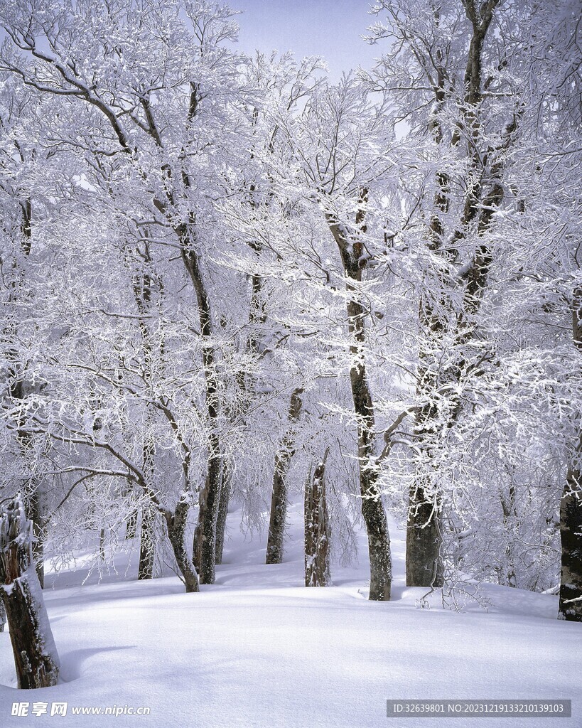 雪山中森林