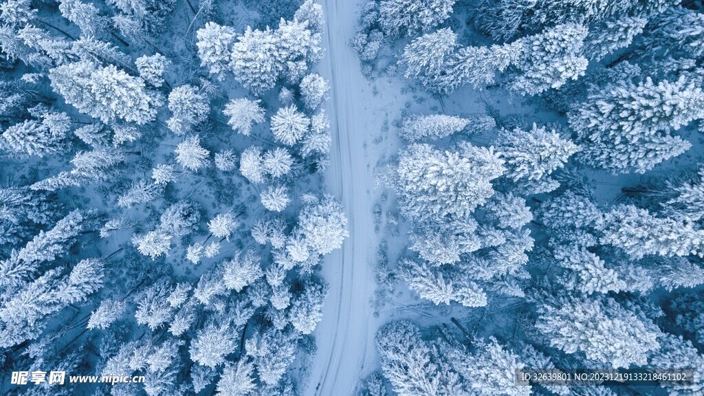 雪中森林