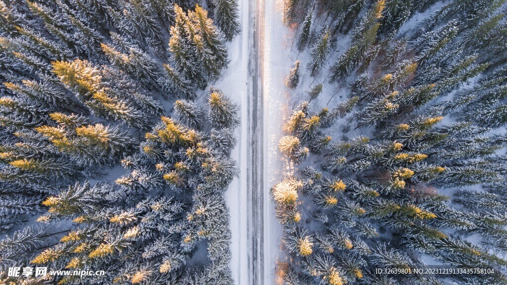 雪中松树