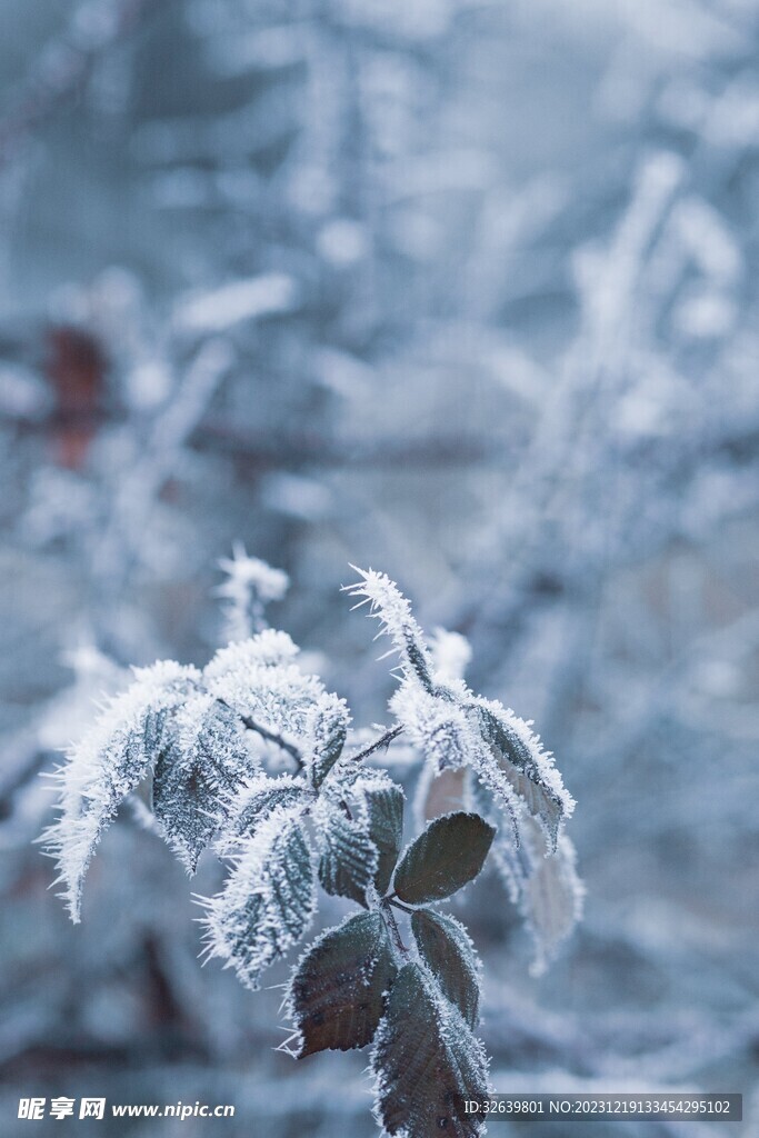 霜花