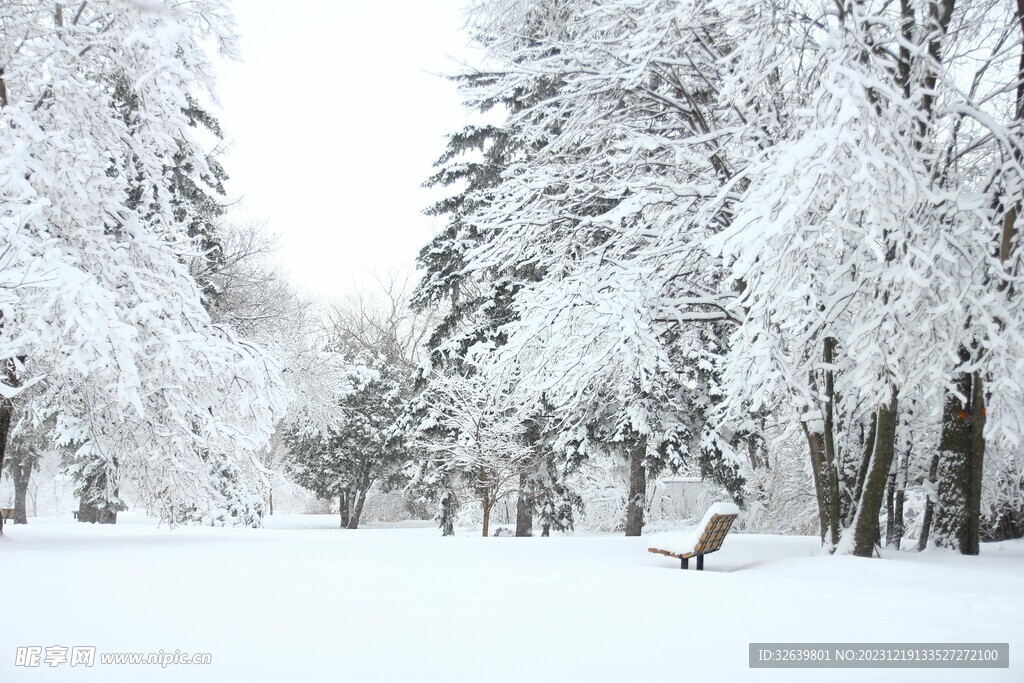 雪松
