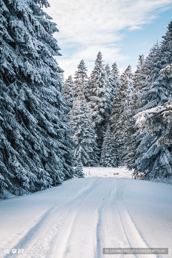 雪松
