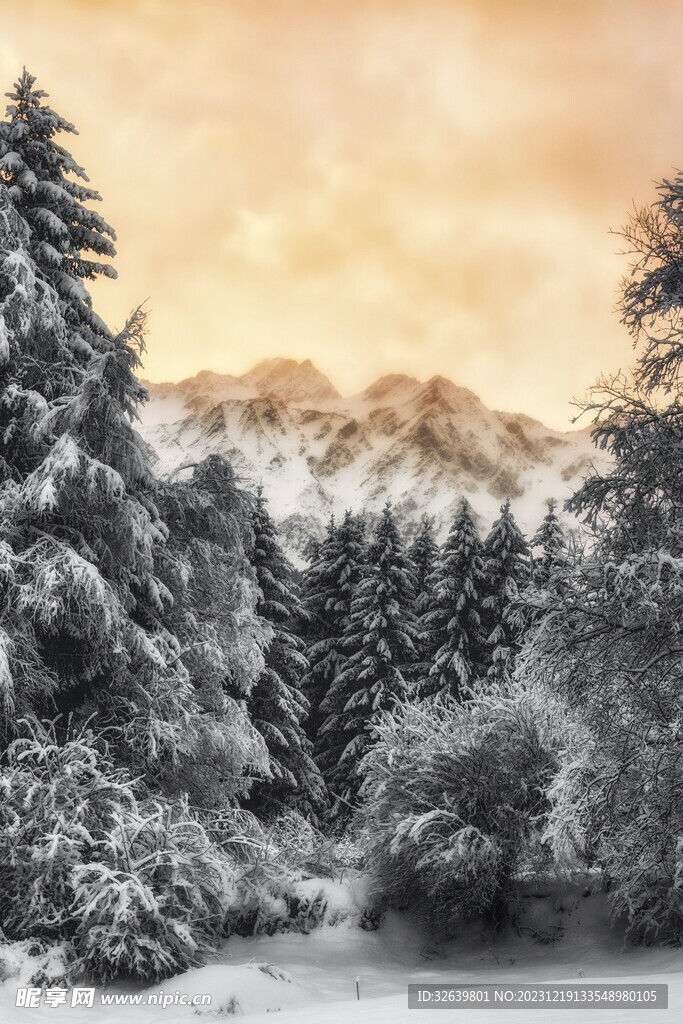 雪中松树