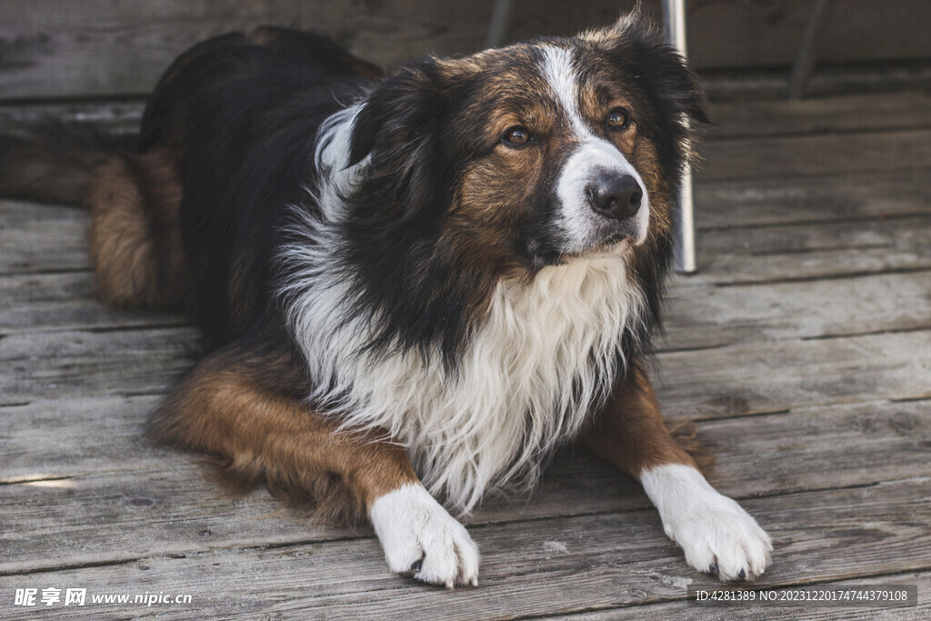 边境牧羊犬