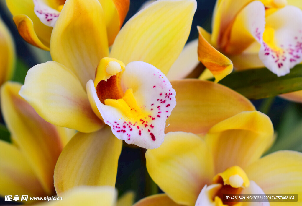 黄色兰花