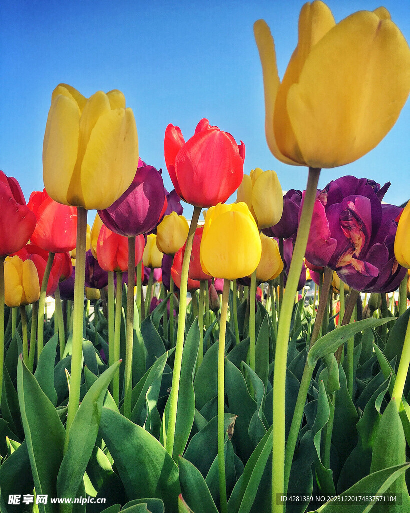 郁金香花