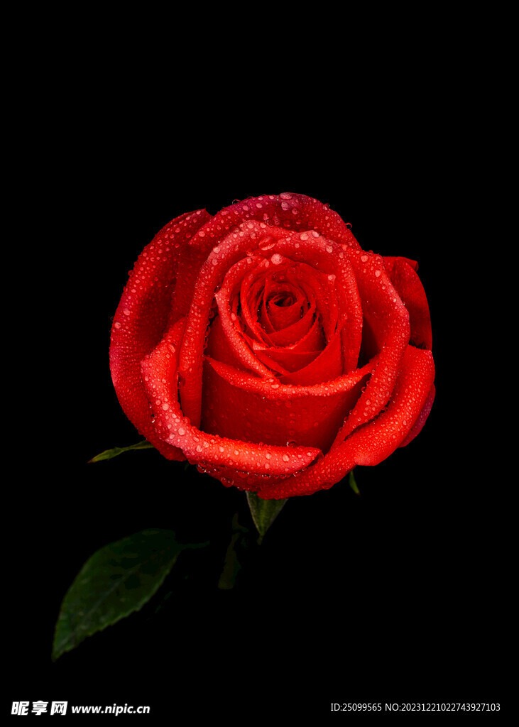 红玫瑰 玫瑰花 壁纸 锁屏