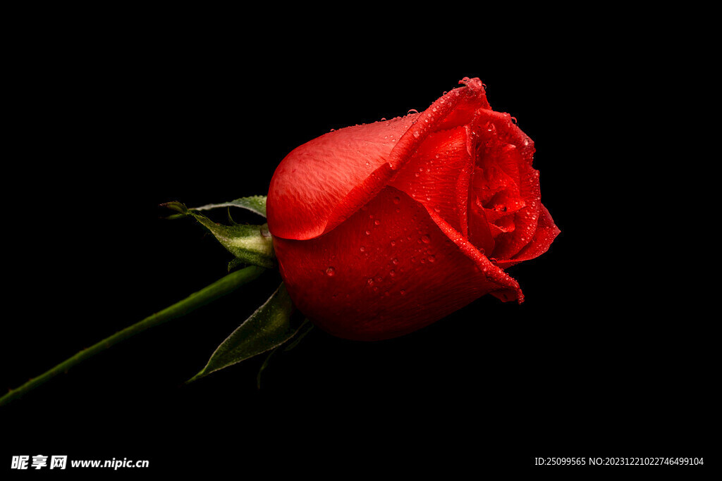 红玫瑰 玫瑰花 壁纸 桌面