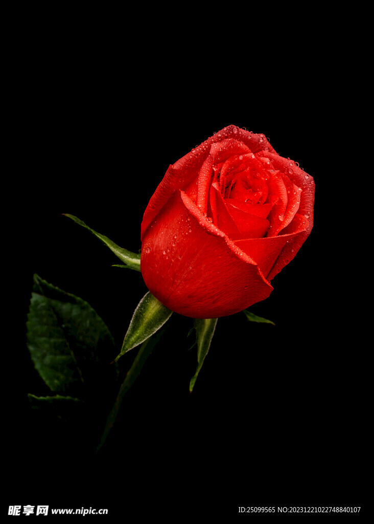 红玫瑰 玫瑰花 壁纸 锁屏