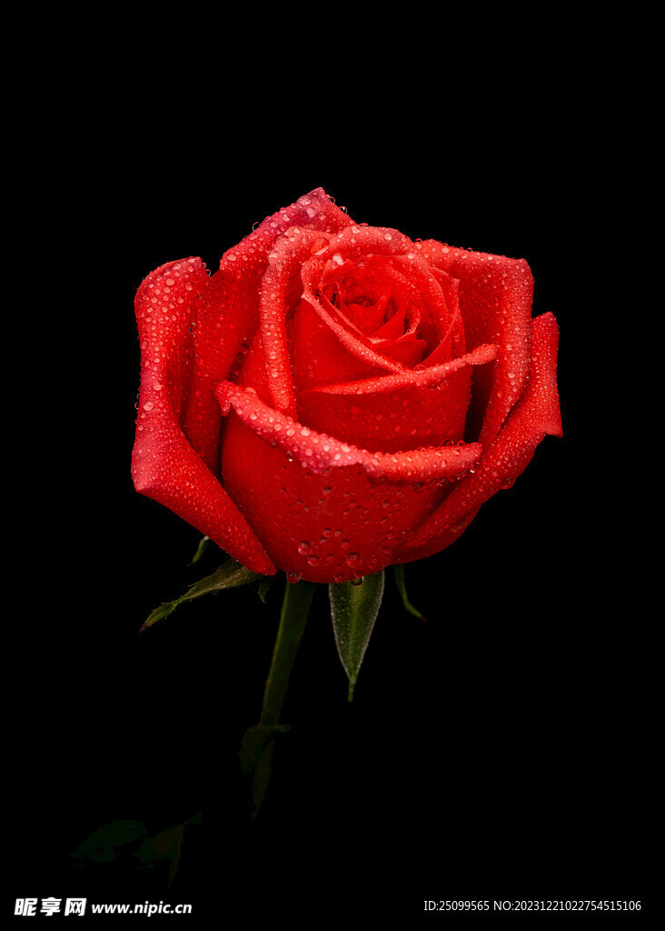 红玫瑰 玫瑰花 壁纸 锁屏