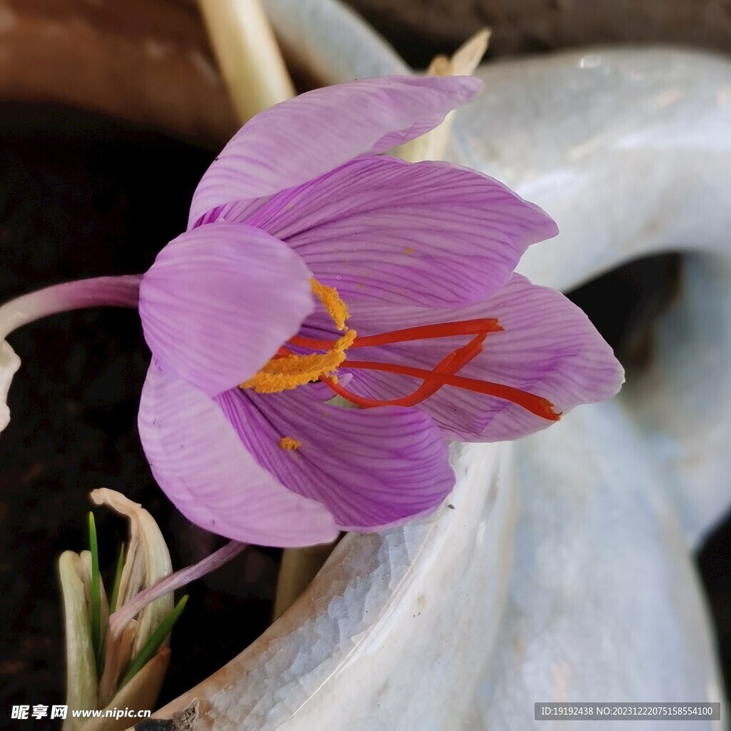 藏红花