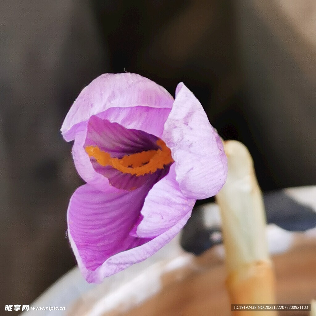 藏红花
