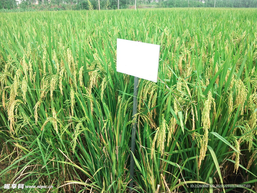 水稻图