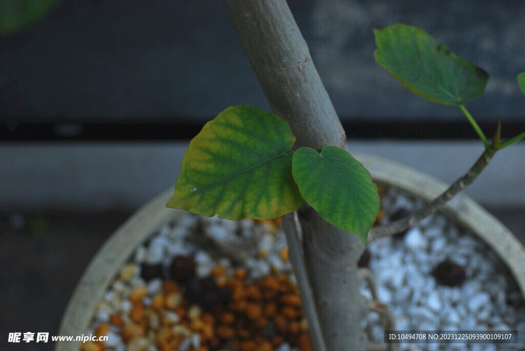 菩提树