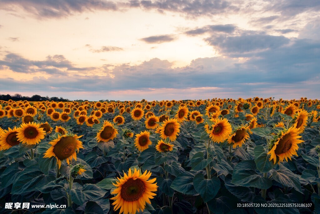 向日葵风景图片