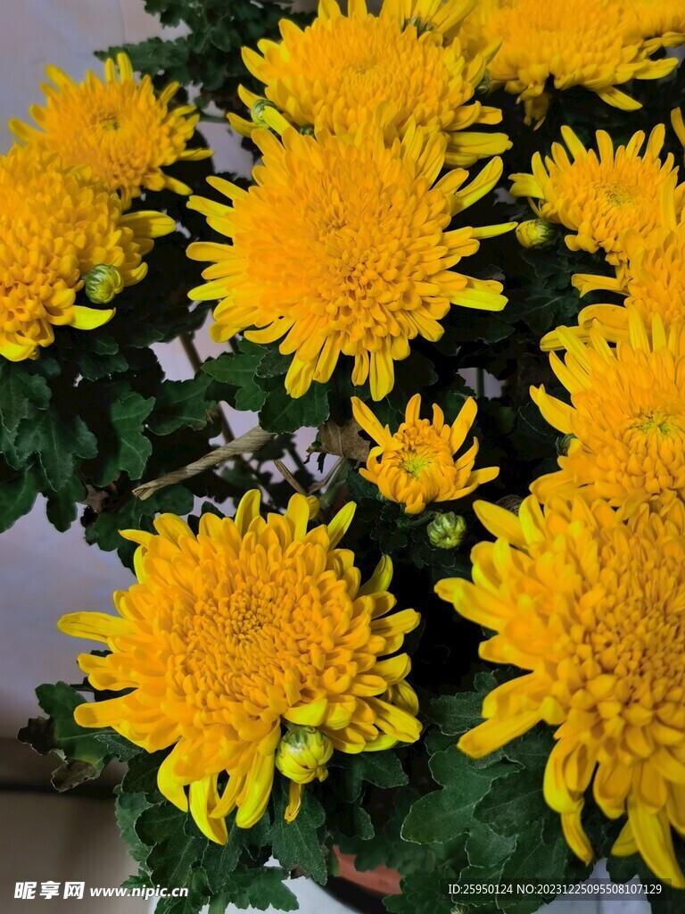 菊花