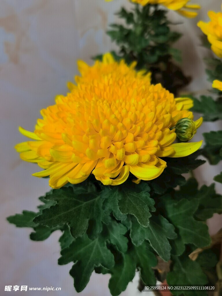菊花