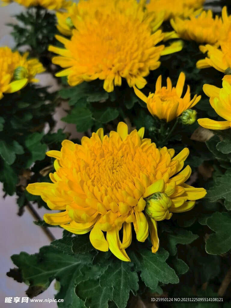 菊花 
