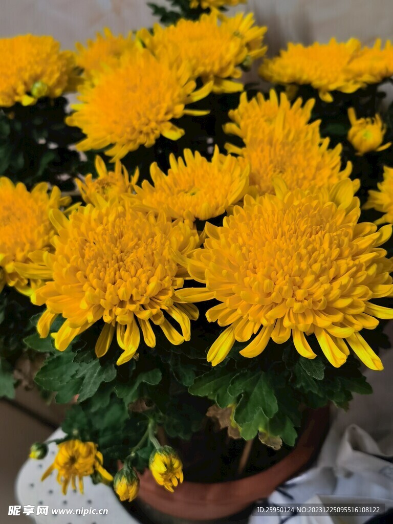 菊花