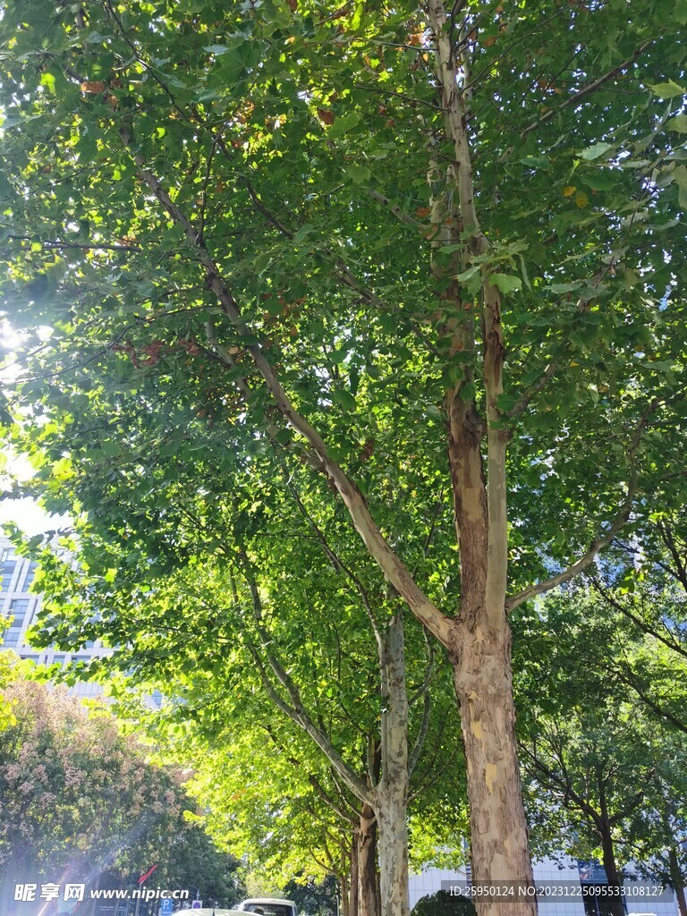 法桐
