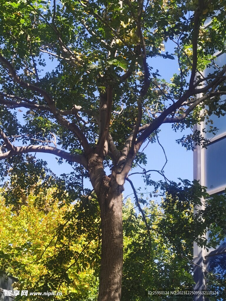 羽叶栾树