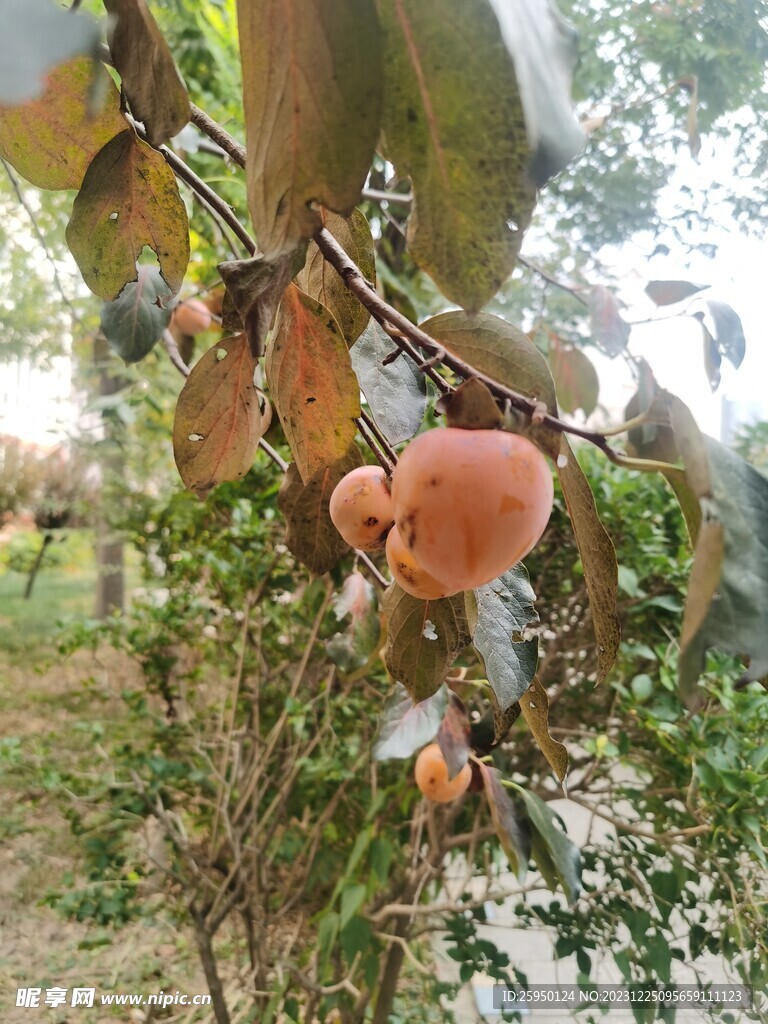 柿子树