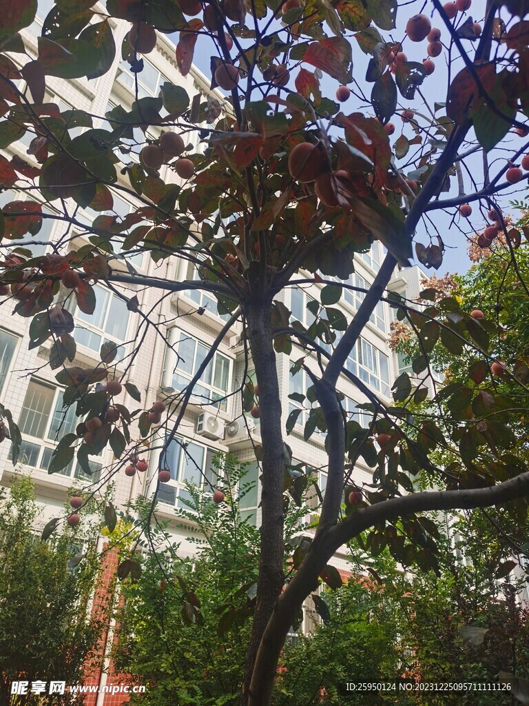 柿子树