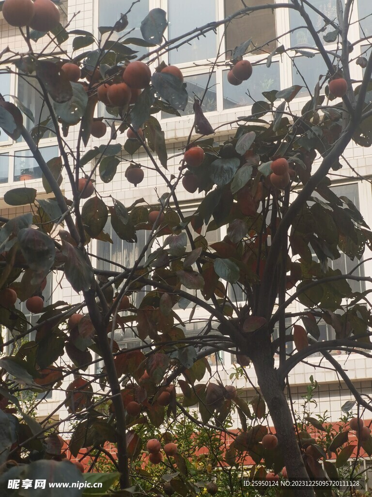 柿子树