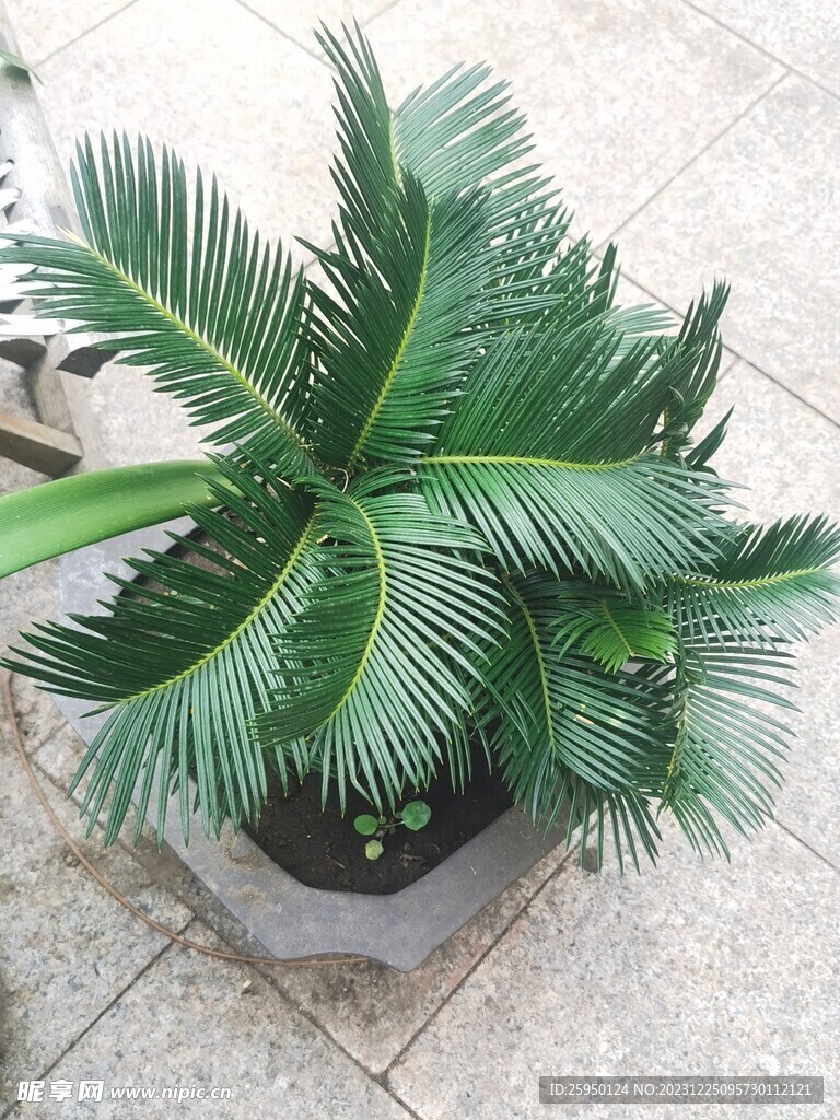 铁树