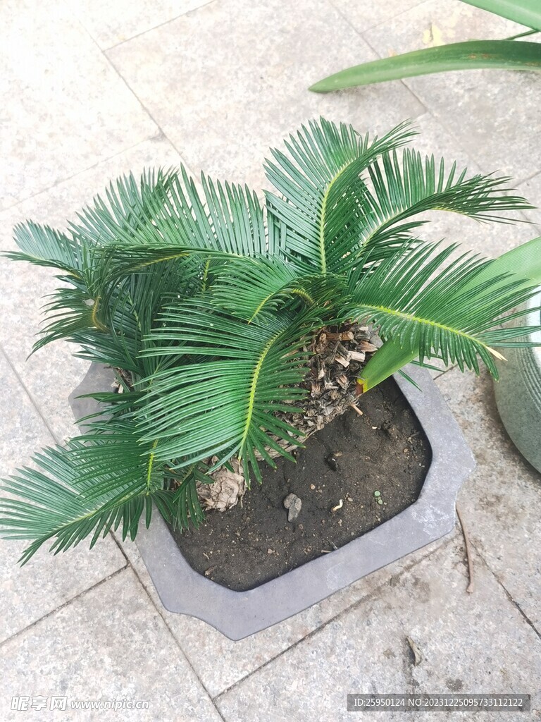 铁树 
