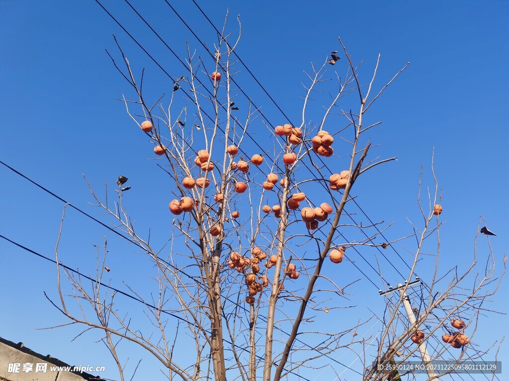 柿子树