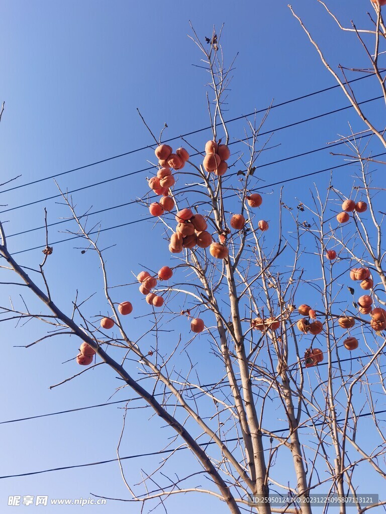 柿子树