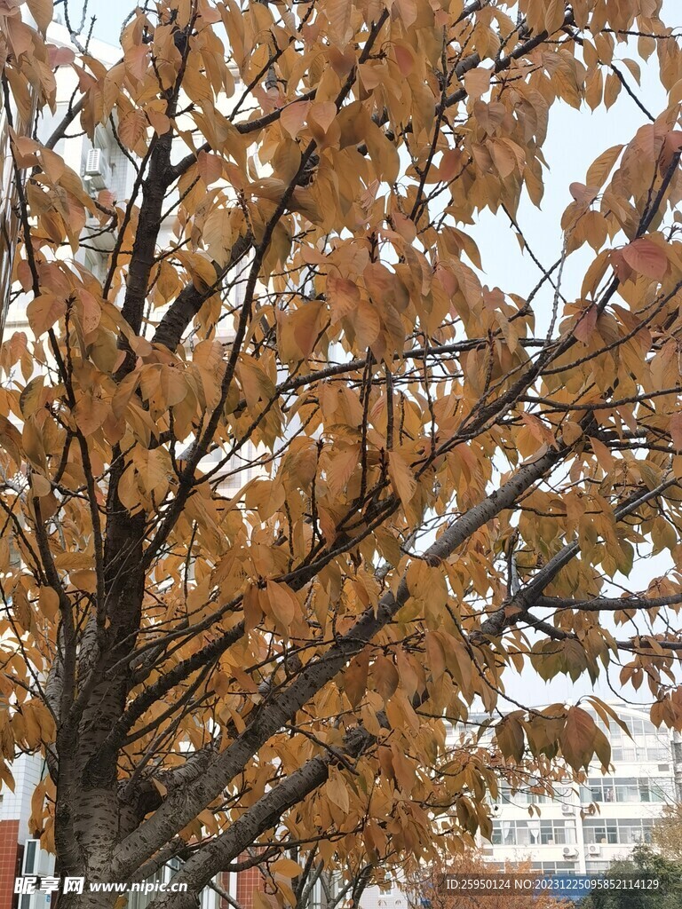 樱花树