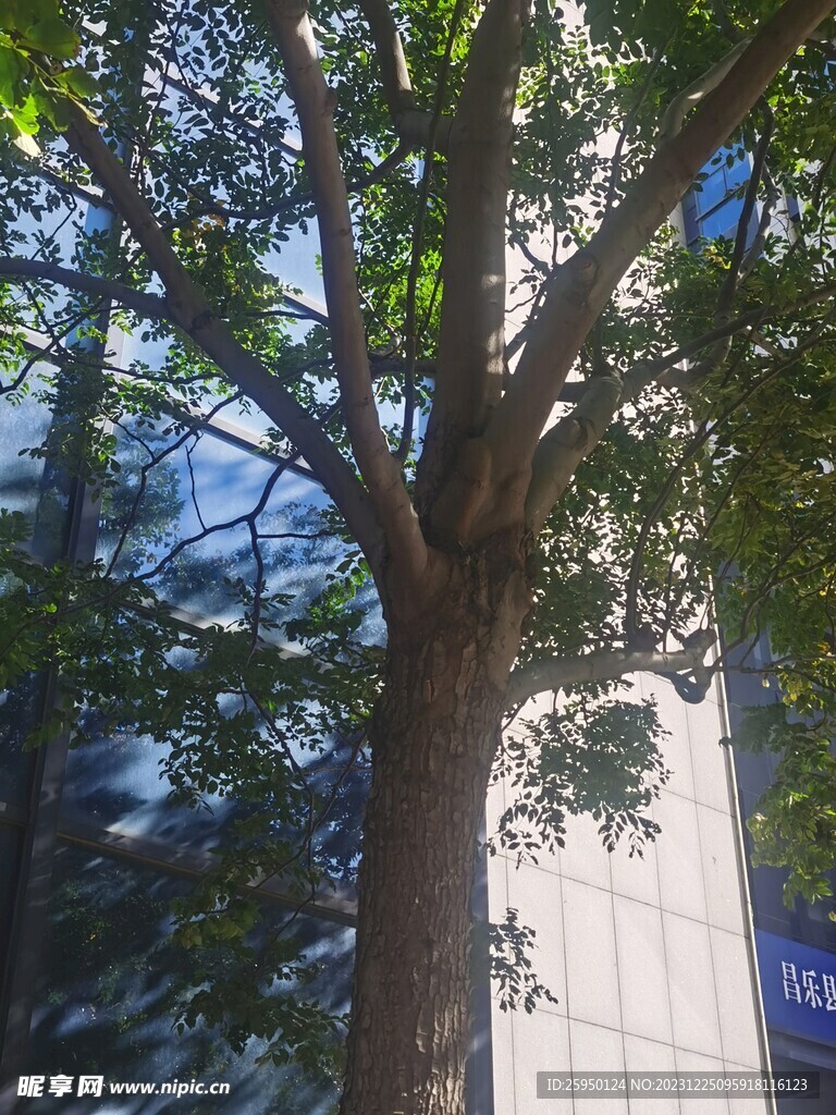 复羽叶栾树