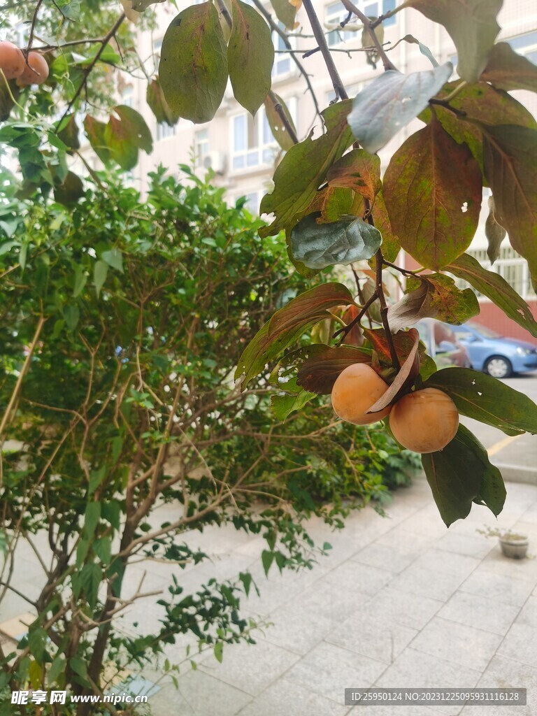 柿子树
