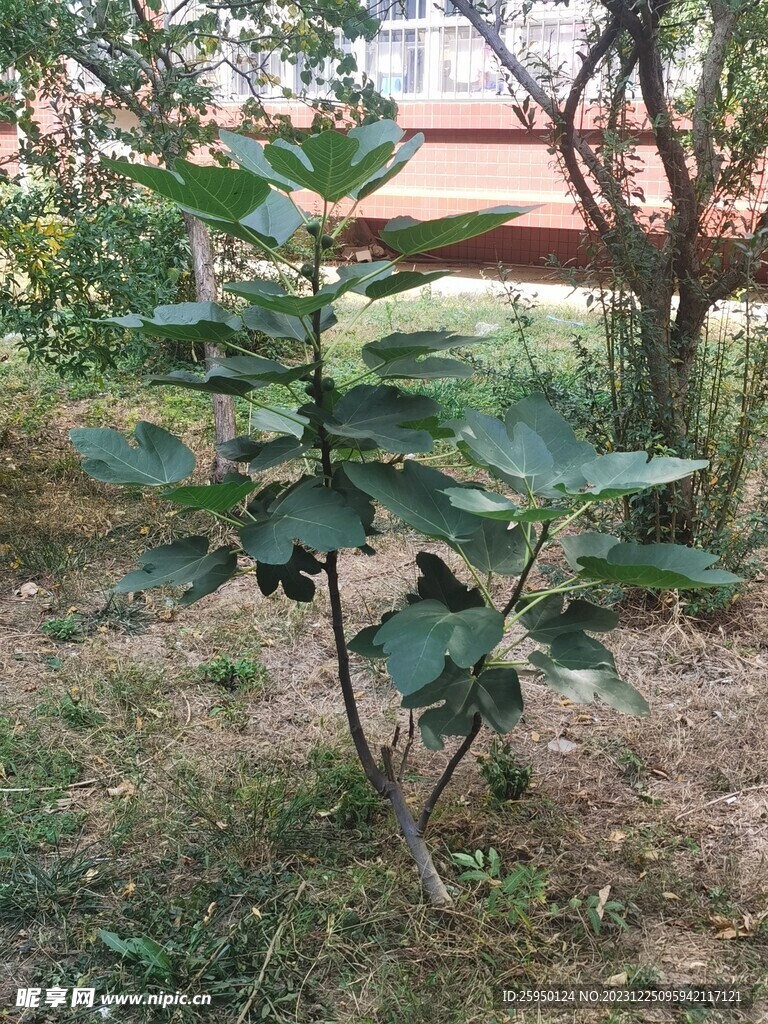 无花果