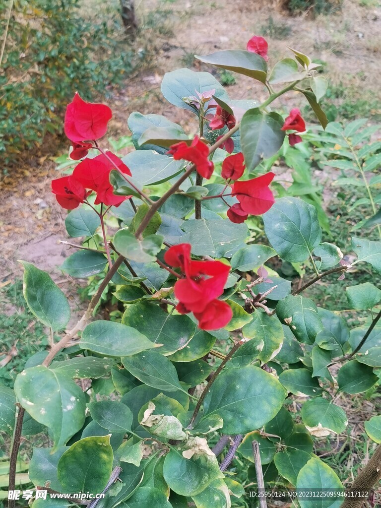 三角花