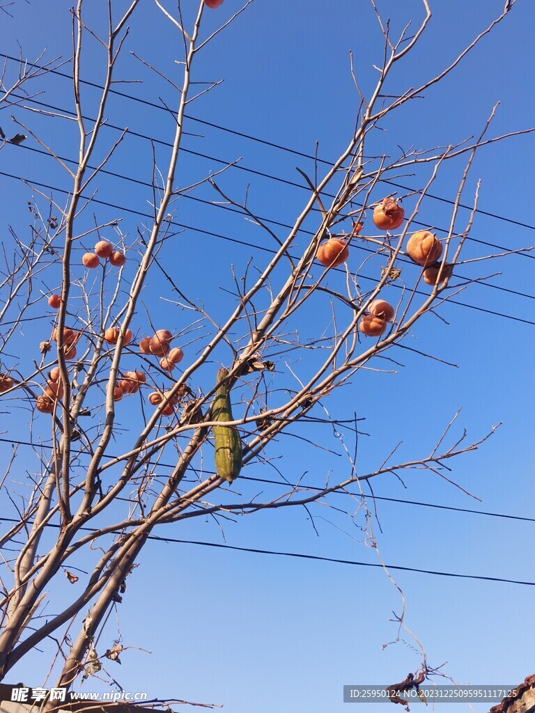 柿子树