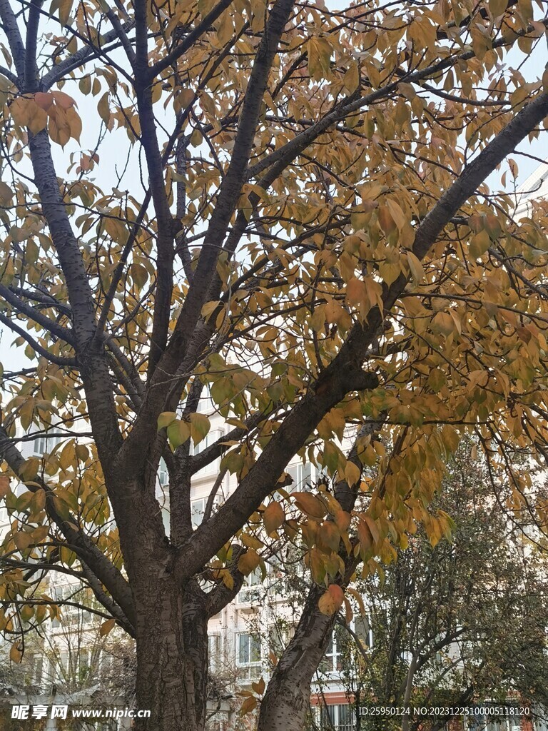 樱花树