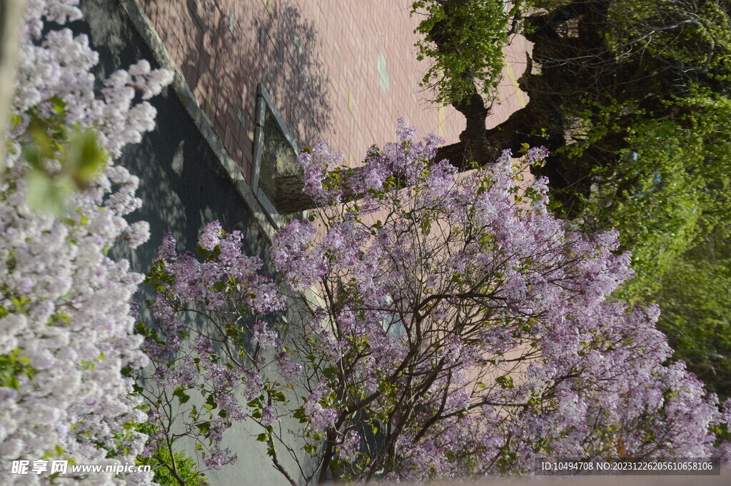 樱花树