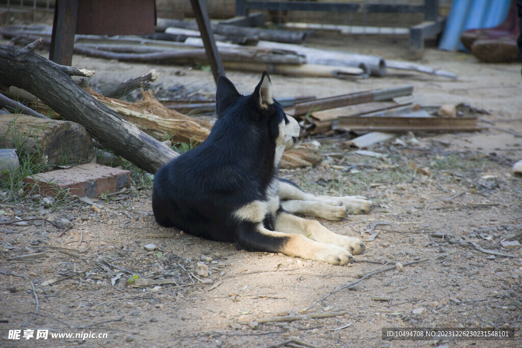 土狗