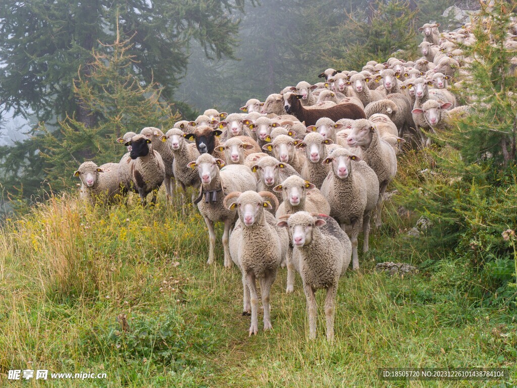 羊群图片