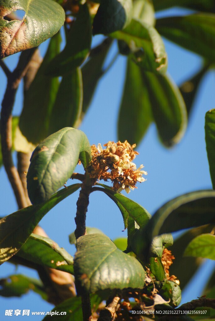 枇杷花